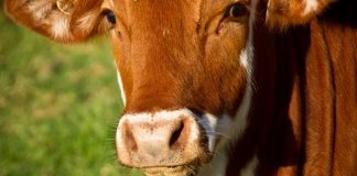 Inteligencija jedne krave (VIDEO)