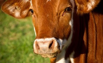 Inteligencija jedne krave (VIDEO)