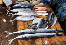 Bolja od lososa, a mnogo jeftinija: Ovo je najzdravija riba, evo koliko često treba da je jedete