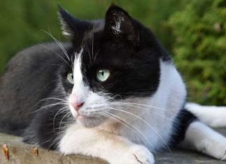 Koliki je prosečan životni vek mačaka?