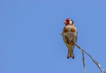 Zašto ptice glasno pevaju u cik zore – naučnici imaju odgovor