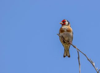 Zašto ptice glasno pevaju u cik zore – naučnici imaju odgovor