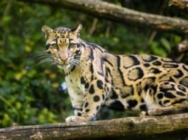 Bečki zoo vrt dobio vrednu prinovu (VIDEO)