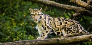 Bečki zoo vrt dobio vrednu prinovu (VIDEO)