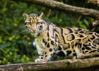 Bečki zoo vrt dobio vrednu prinovu (VIDEO)