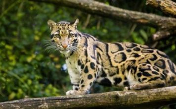 Bečki zoo vrt dobio vrednu prinovu (VIDEO)