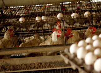 Kultura konflikta (9): Otrov u tanjiru