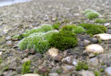 Impresivno: Mahovina preživela devet meseci u otvorenom svemiru