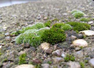 Impresivno: Mahovina preživela devet meseci u otvorenom svemiru