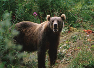 Kada vam medved prekine ručak (VIDEO)