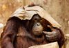 Domišljatost jednog orangutana (VIDEO)