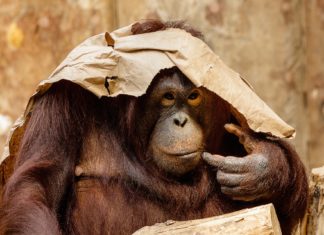 Domišljatost jednog orangutana (VIDEO)