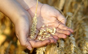 Žito skuplje nego lane