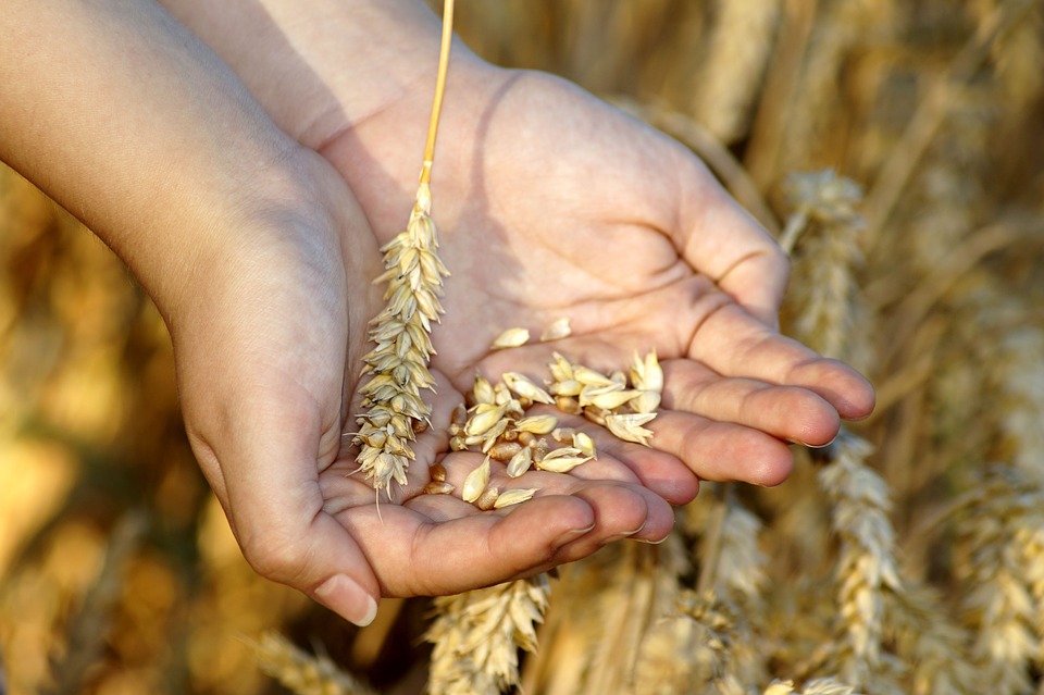 Šta se dešava sa cenom pšenice i kukuruza?