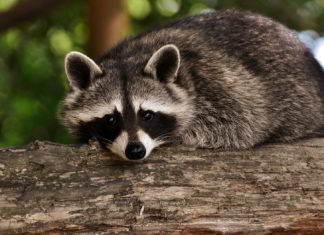 Rakuni postaju ljubimci