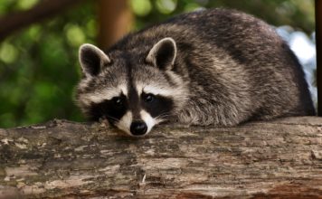 Rakuni postaju ljubimci