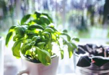 Tera lošu energiju i donosi sreću