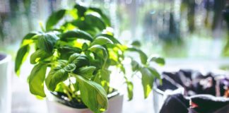 Tera lošu energiju i donosi sreću