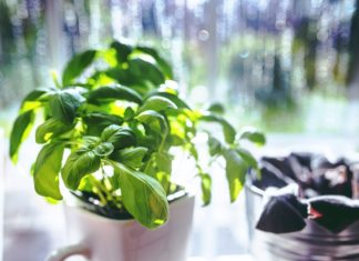 Tera lošu energiju i donosi sreću