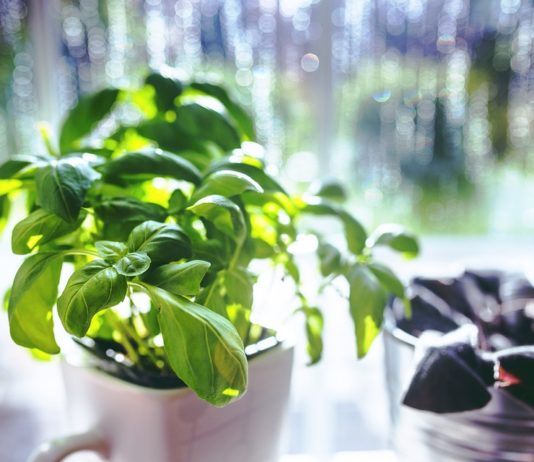 Tera lošu energiju i donosi sreću