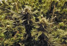 Ispovest bivšeg pušača kanabisa: “Kada sam prestao, život mi se skroz promenio”