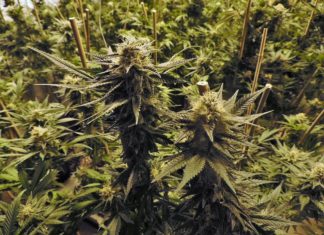 Ispovest bivšeg pušača kanabisa: “Kada sam prestao, život mi se skroz promenio”