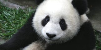 Kaćušine zimske igrarije (VIDEO)