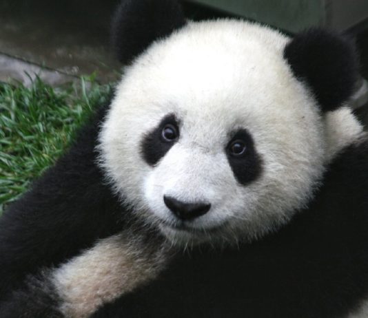 Kaćušine zimske igrarije (VIDEO)