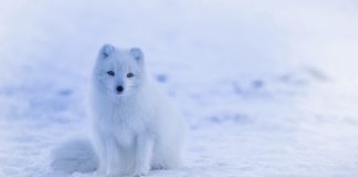 Robin Hud iz Kazahstana (VIDEO)