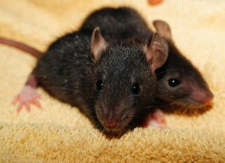 Borba oko slasnog zalogaja (VIDEO)