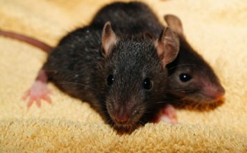 Borba oko slasnog zalogaja (VIDEO)