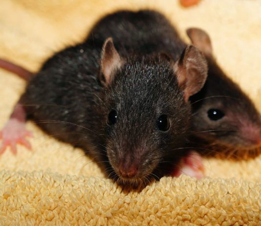 Borba oko slasnog zalogaja (VIDEO)