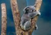 Da li znate zašto koale grle drvo?