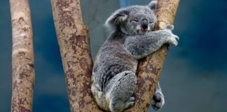 Koale postaju australijski paradoks