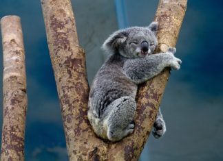 Koale postaju australijski paradoks