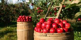 Kako i kada zalivati mlade voćke tokom prve godine