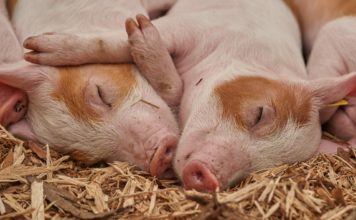 Rusi prave genetski modifikovanu svinju