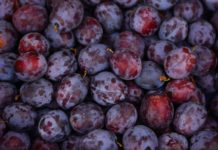 Evo šta se događa vašem organizmu ako jedete pet šljiva dnevno