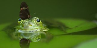 Naučnici stvorili „neurorobote“ od ćelija žabe