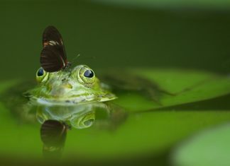 Naučnici stvorili „neurorobote“ od ćelija žabe