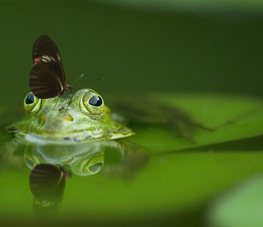 Naučnici stvorili „neurorobote“ od ćelija žabe
