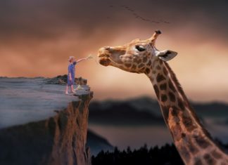 Poznate po dugom vratu – ali zašto žirafe imaju i duge noge?