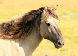 Priče za laku noć (4): Život je lep