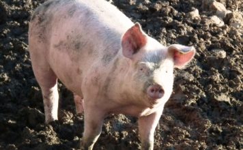 Svinjetina je skupa, ali su proizvođači siromašni: Zašto?