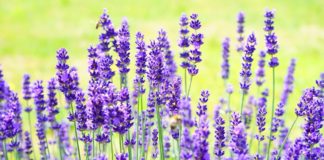 10 vrsta biljaka koje su magneti za sreću u 2026