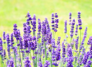 10 vrsta biljaka koje su magneti za sreću u 2026