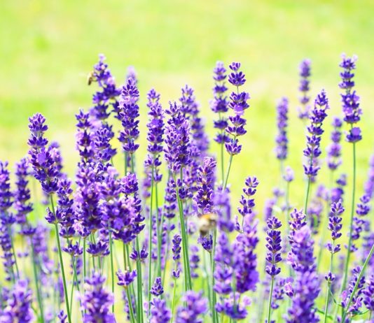 10 vrsta biljaka koje su magneti za sreću u 2026