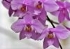 Tri najveća mita o orhidejama: Uopšte nisu zahtevne biljke