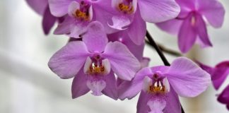 Tri najveća mita o orhidejama: Uopšte nisu zahtevne biljke