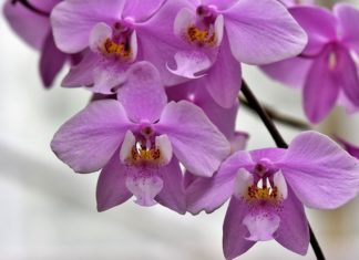 Tri najveća mita o orhidejama: Uopšte nisu zahtevne biljke